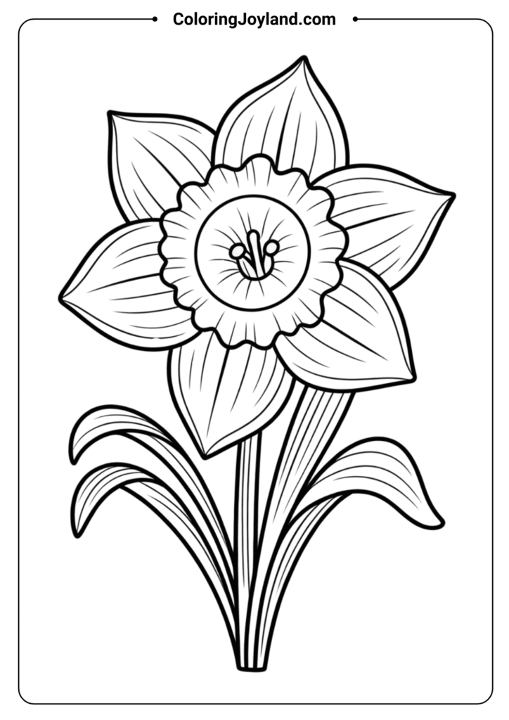Daffodil Spring Flower