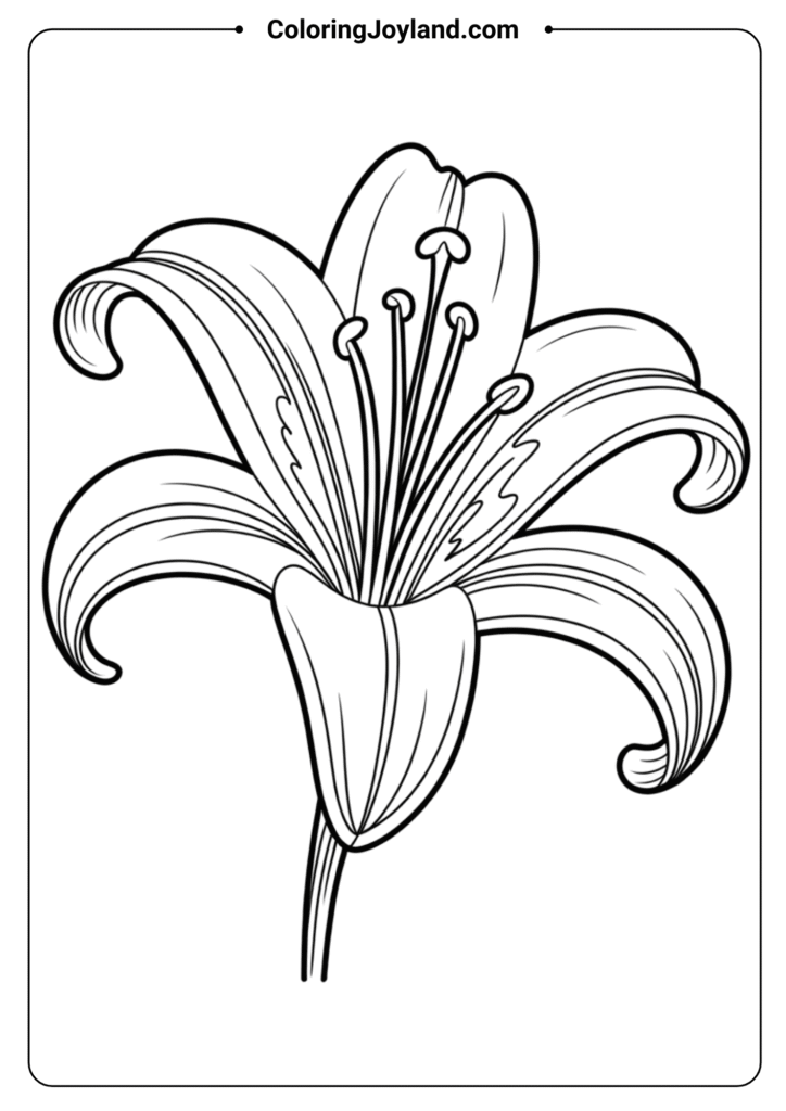 Lily Flower Opening