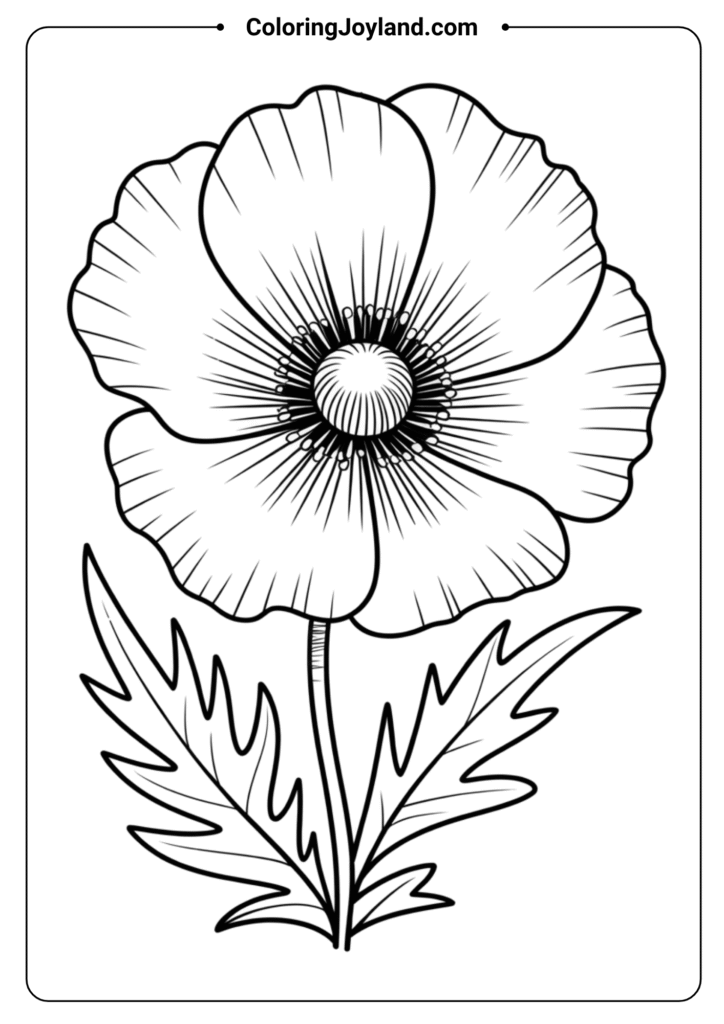 Poppy Flower Wide